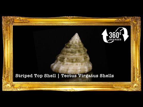 1 Kilo | Torong | Fenestrate Top | Seashells | Sea shells