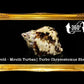 1 Kilo | Turbo Gold | Mouth Turban | Natural | Seashells | Sea shells