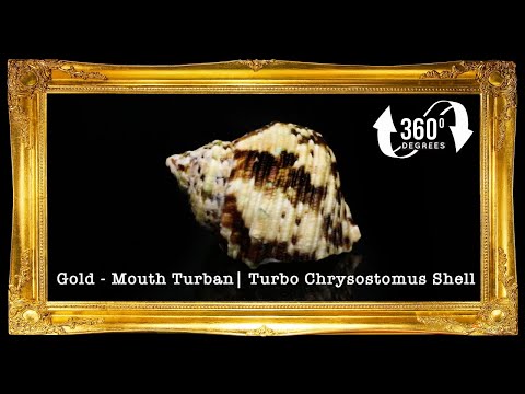 1 Kilo | Turbo Gold | Mouth Turban | Natural | Seashells | Sea shells