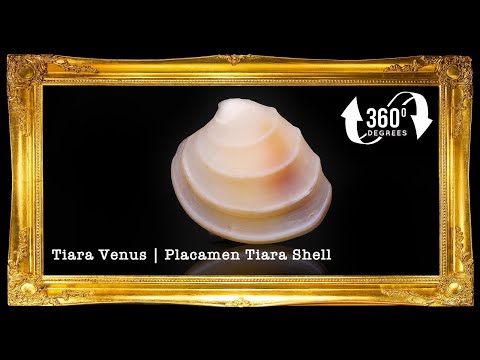 1 Kilo | Wedding Cake | Tiara Venus | Seashells | Sea shells
